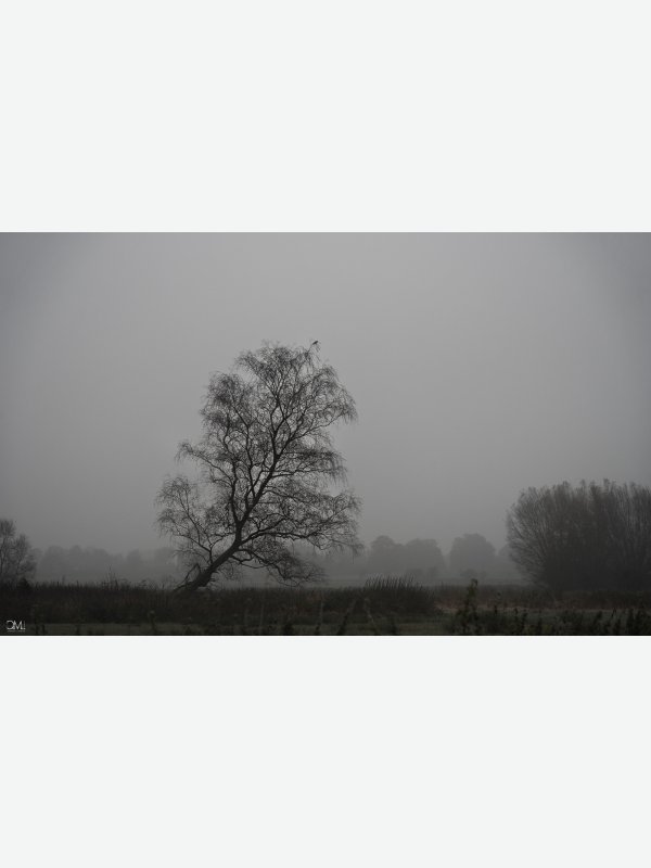 Nebel - Claus Müller