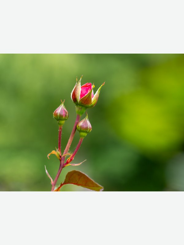 Rosenblüten - Axel Lange
