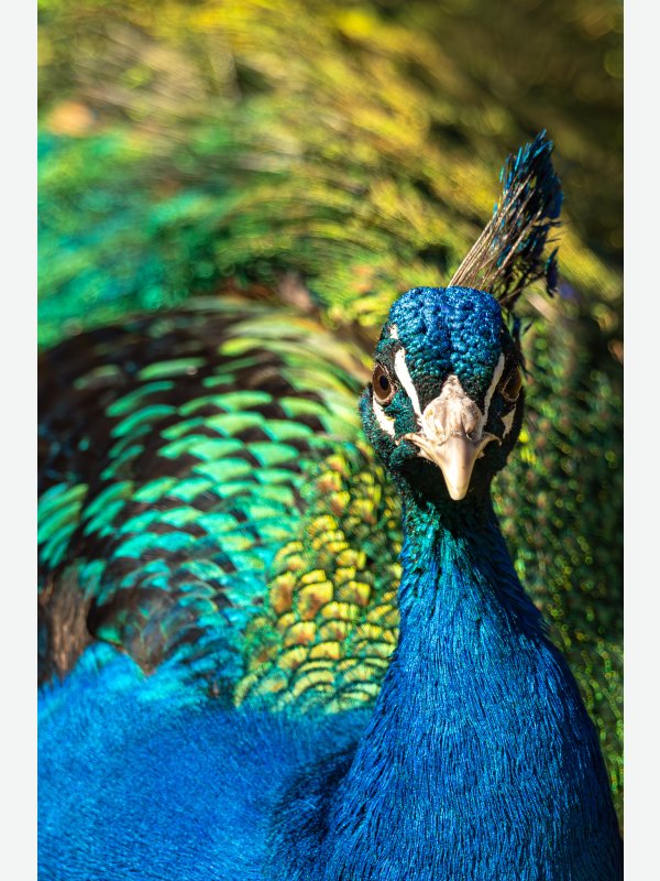 Pfau - Birte Behm