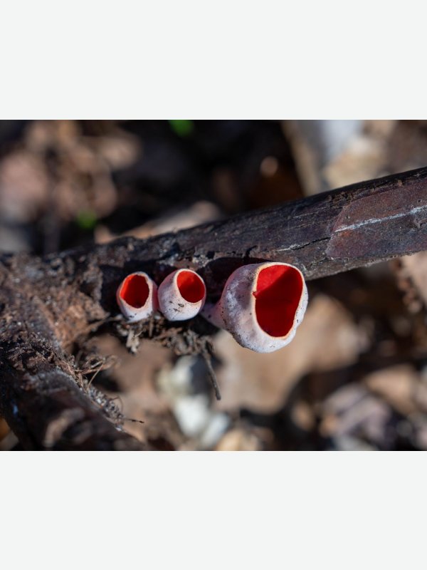 Prachtbecherling - Gisela Aul