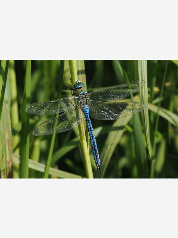 Prachtlibelle im Brenner Moor - Friderieke Bielfeld