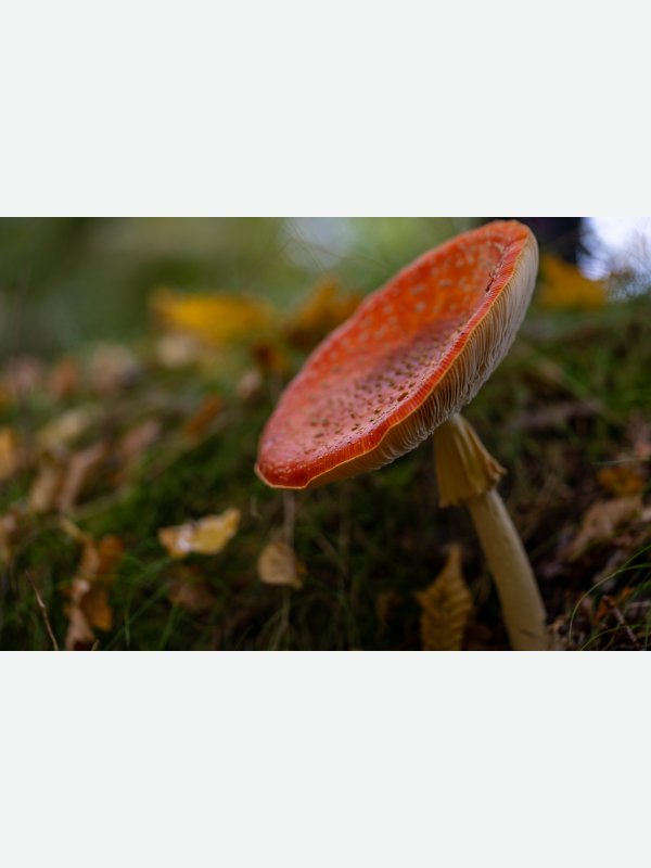 Radarschirm - Gisela Aul