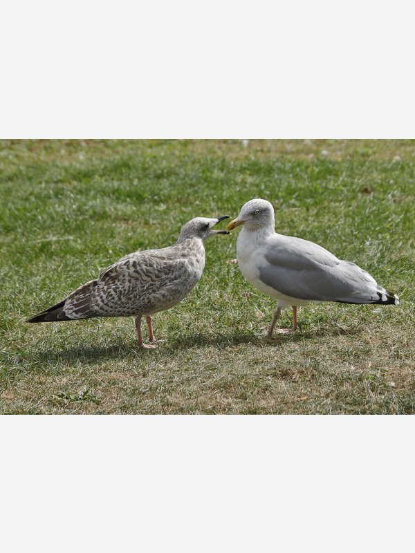 Möwen Travemünde - Reinhard Preiss