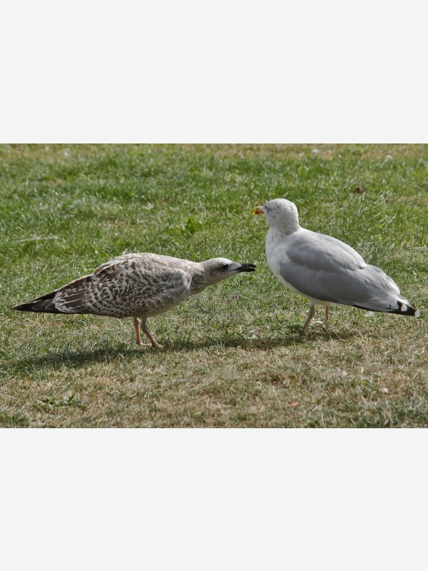 Sorg endlich für dich selbst - Reinhard Preiss