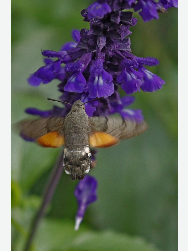 Taubenschwänzchen - Reinhard Preiss