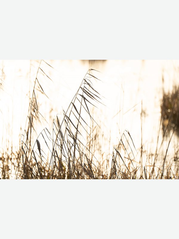 Schilf - Claus Müller