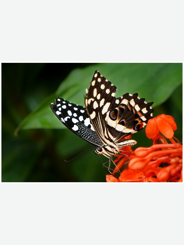 Schmetterling - Ines Wowros