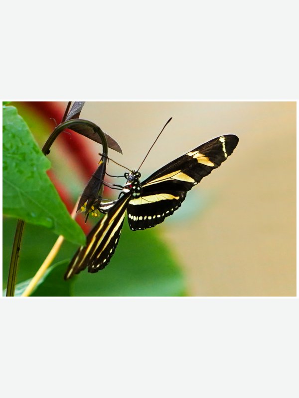 Schmetterling 2 - Ines Wowros
