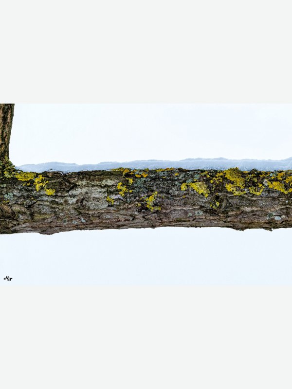 Schnee auf Ast - Heike Schüler