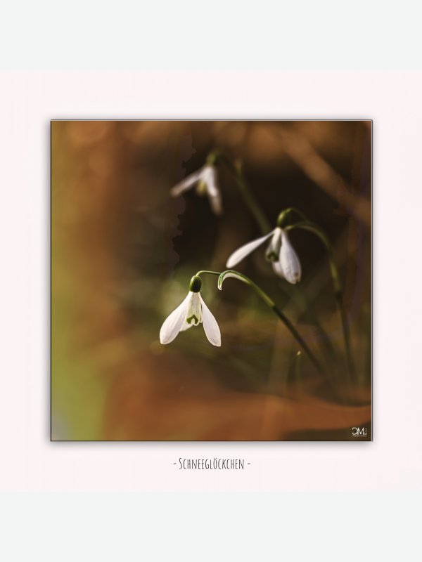Schneeglöckchen - Claus Müller
