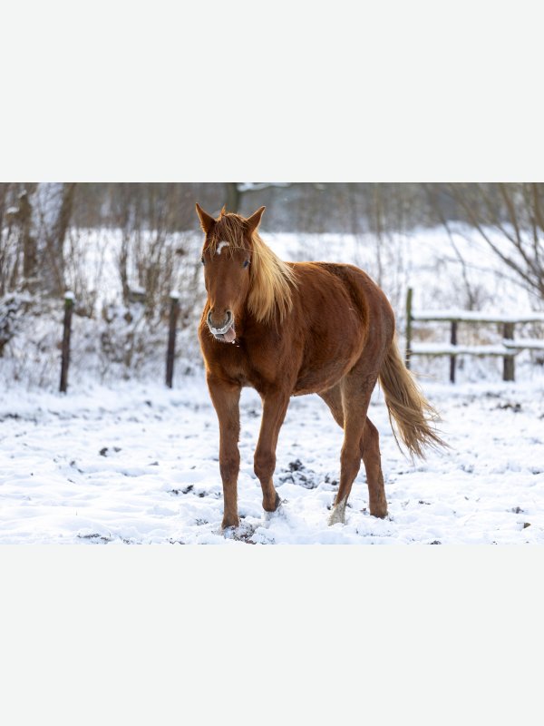 Pony im Schnee - Pascal Nolte