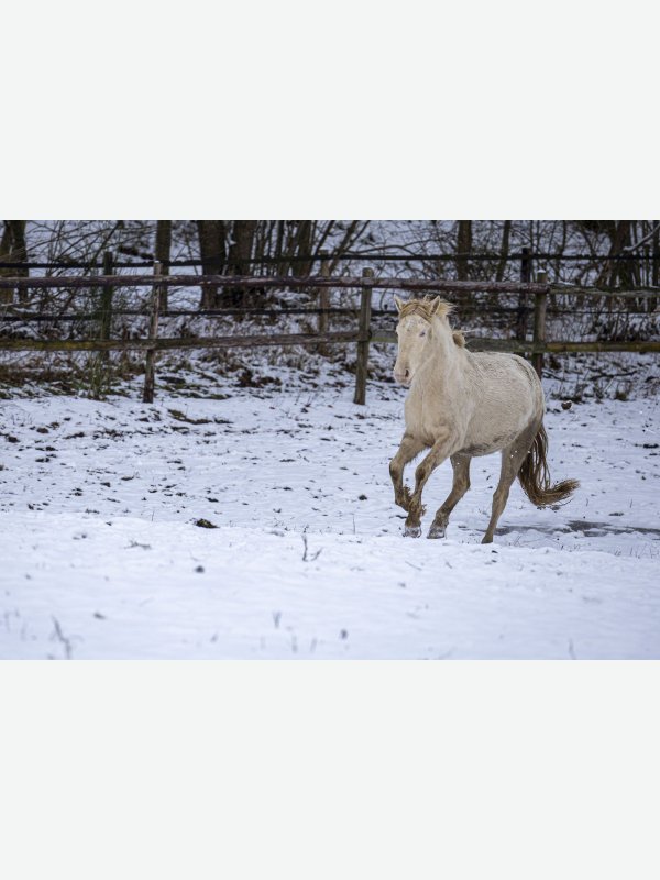 Spass im Schnee - Pascal Nolte