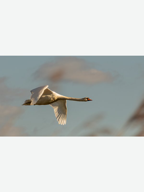 Schwan - Birte Behm