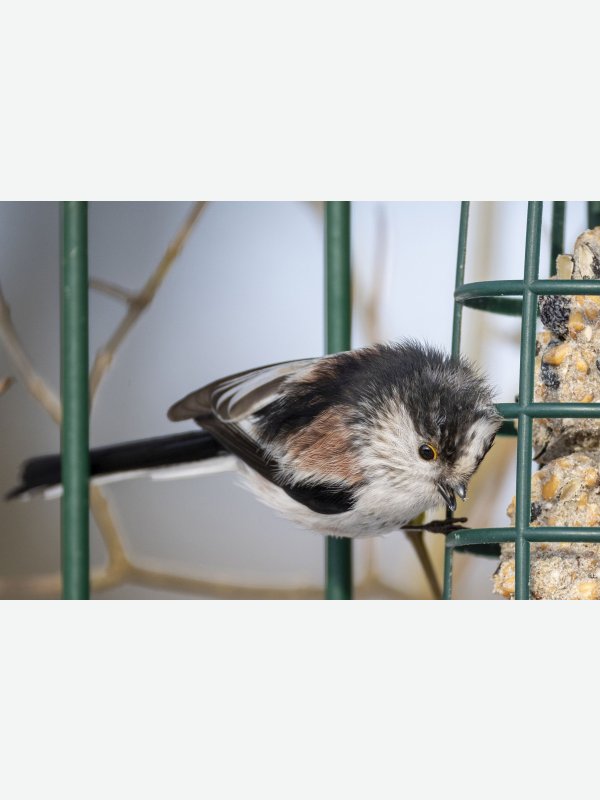 Erfreute Schwanzmeise - Pascal Nolte