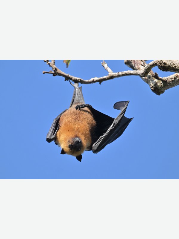 Seychellen-Flughund - Volker Bielfeldt