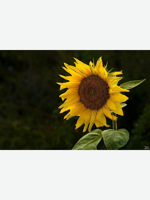 Sonnenblume - Claus Müller