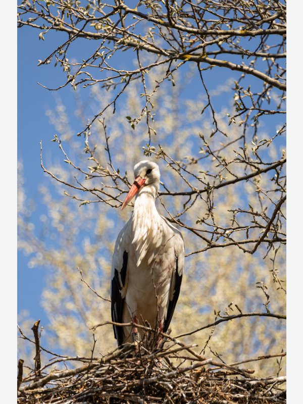 Storch - Birte Behm