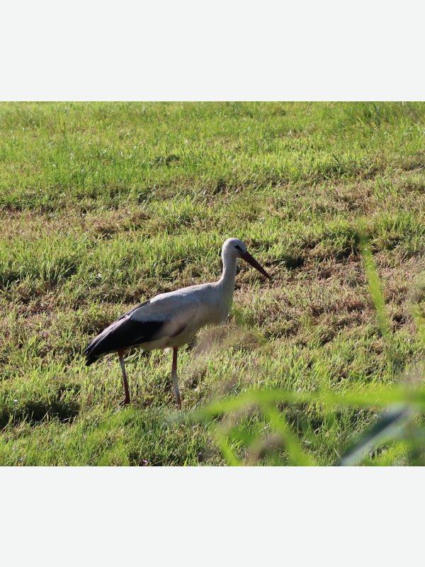 Storch - Hans Vos