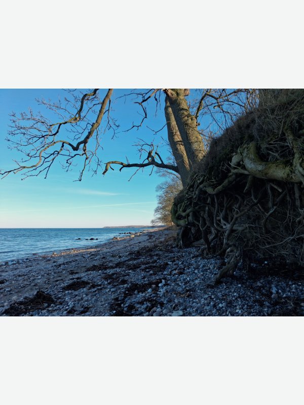 Strand und Wurzelgeflecht - Thorsten Witt