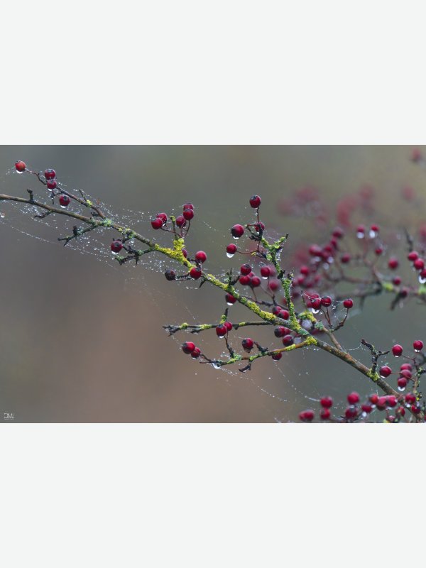 Strauch mit Wassertropfen - Claus Müller