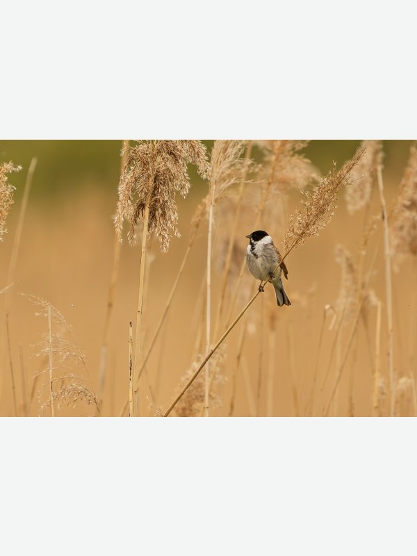 Sumpfmeise im Brenner Moor - Birte Behm