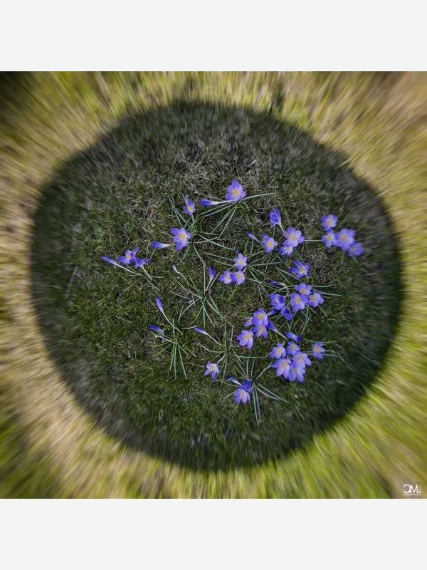 The Crocus Island