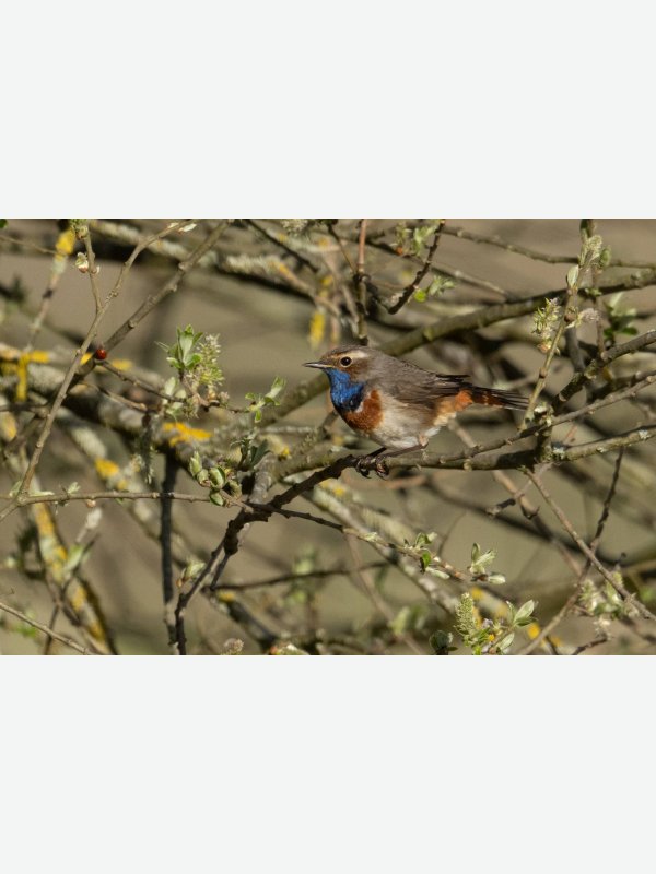 Blaukehlchen - Volker Bielfeldt