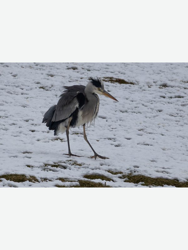 Verrückter Graureiher - Birte