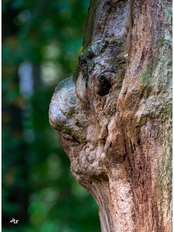 Verträumter Blick - Heike Schüler