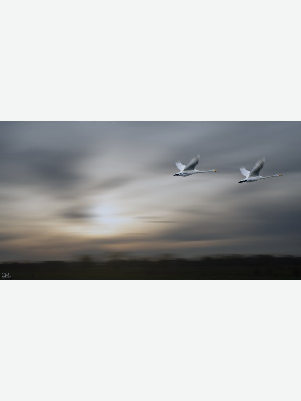 Wenn ein Schwan fliegt - Claus Müller